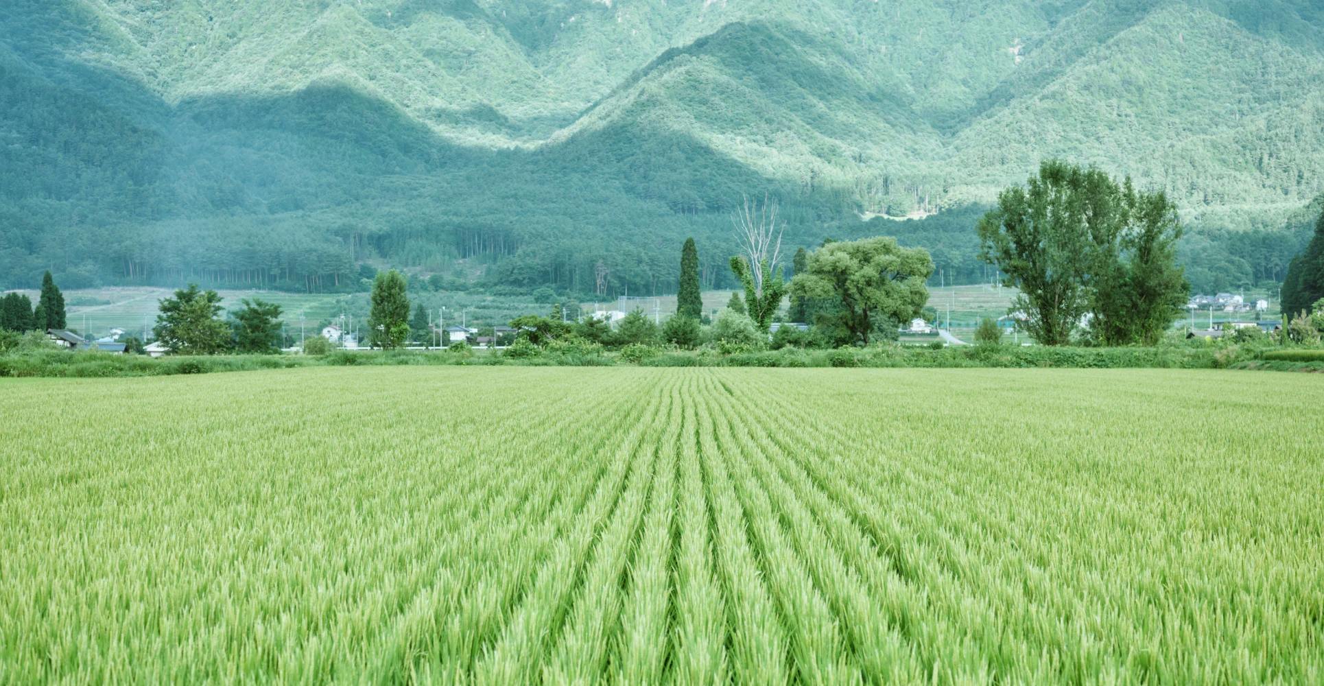 A picture of the rice fields and mountains of Nagano.