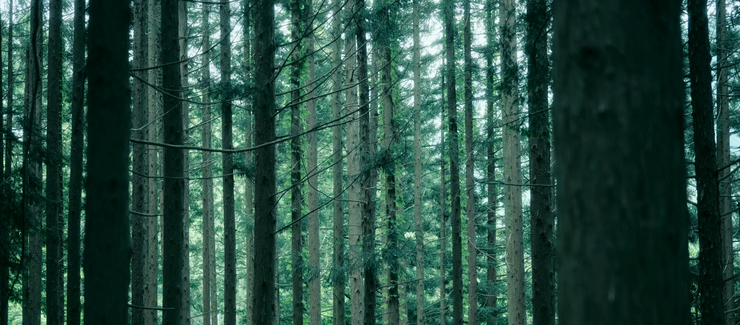 A picture of a forest in Nagano, Japan.